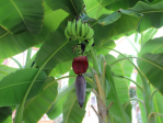 Tropical Paradise Tatralandia - Banany<p>Prawdziwy tropikalny klimat potwierdzają wydajne plony bananów, którym najwyraźniej sprzyja atmosfera Tropical Paradise.<p>