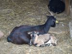 Kozy w Tatralandii<p>Mama z młodym koźlątkiem odpoczywa a miękkiej słomie. Czas na drzemkę dla zmęczonego malucha.<p>