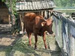 Byk w Tatralandii<p>Wszystkie zwierzęta na ranczu są przyjazne. Wyjazd z dziećmi umili spacer wśród zwierząt dzikich i domowych.<p>