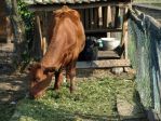 Byk w Tatralandii<p>Wypas byka w Gazdowskim Dworze w Tatralandii to codzienny widok. Smaczna, zielona trawka soczyście chrupie między zębami zwierzaka.<p>