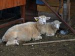 Kozy w Tatralandii<p>Różnokolorowe kozy można spotkać w Ranczu w Tatralandii. W zoo mieszka cała masa zwierząt, które czekają na Ciebie!<p>