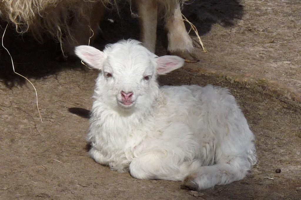 Owieczka na ranczu w Tatralandii